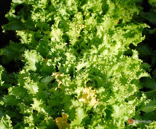 آندیو - معرفی سبزی جات برگی